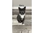 Adopt Barry a Domestic Short Hair