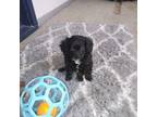 Cavapoo Puppy for sale in Brooklyn Center, MN, USA