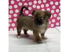 Tiny Longhair Chihuahua Puppy