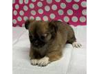 Chihuahua female puppy