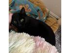 Adopt Bluey a Domestic Short Hair