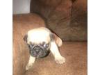 Pug Puppy for sale in Longview, TX, USA
