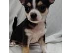 Chihuahua Puppy for sale in Grove, OK, USA