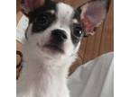 Chihuahua Puppy for sale in Grove, OK, USA