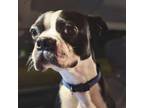 Adopt ARCHIE a Boston Terrier