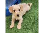 Adopt BOBBY BROWN a Terrier