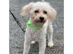 Adopt Kenzo a Poodle