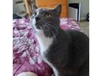 Adopt Coal a Domestic Short Hair