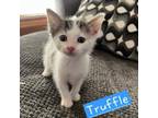 Adopt Truffle a Domestic Short Hair