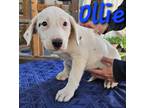 Adopt Ollie a Labrador Retriever, Pit Bull Terrier