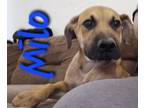 Adopt Milo a Labrador Retriever, Pit Bull Terrier