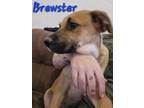 Adopt Brewster a Labrador Retriever, Pit Bull Terrier