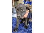 Adopt Toby a Labrador Retriever, Pit Bull Terrier