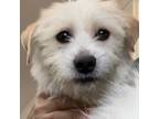 Adopt Pretzel a Norfolk Terrier