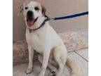 Adopt Payday a Great Pyrenees