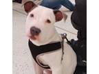 Adopt Joker a Pit Bull Terrier