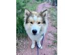 Adopt Wrigley a Alaskan Malamute, Samoyed