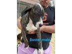 Adopt Buster a Great Dane