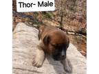 Adopt Thor a Great Pyrenees
