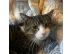 Adopt Mr. McGregor a Domestic Short Hair