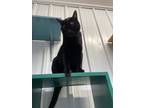 Adopt Pistol Pete a Domestic Short Hair