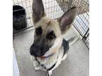 Adopt Bishop a German Shepherd Dog