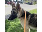 Adopt Jerzee a German Shepherd Dog