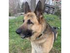Adopt Prince a German Shepherd Dog