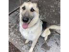 Adopt Beau a German Shepherd Dog