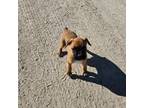 Boxer Puppy for sale in Whitelaw, WI, USA