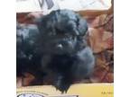 Poodle (Toy) Puppy for sale in Spotsylvania, VA, USA