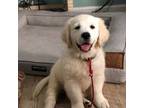 Golden Retriever Puppy for sale in Carrsville, VA, USA