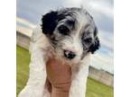 Mutt Puppy for sale in Lubbock, TX, USA