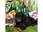 Doberman Pinscher Puppy for sale in Dover, FL, USA