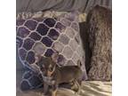 Chihuahua Puppy for sale in Townville, SC, USA