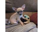 Chihuahua Puppy for sale in Townville, SC, USA