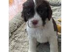 English Springer Spaniel Puppy for sale in Ocean Isle Beach, NC, USA