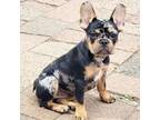 French Bulldog Puppy for sale in Rockford, IL, USA