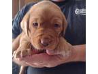 Labrador Retriever Puppy for sale in Westville, FL, USA