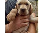 Labrador Retriever Puppy for sale in Westville, FL, USA