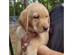 Labrador Retriever Puppy for sale in Westville, FL, USA