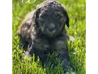 Mutt Puppy for sale in Amherst, OH, USA