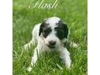 Mutt Puppy for sale in Amherst, OH, USA