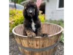 Mutt Puppy for sale in Amherst, OH, USA