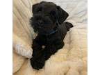 Schnauzer (Miniature) Puppy for sale in Maynard, MN, USA