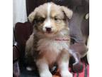 Miniature Australian Shepherd Puppy for sale in West Plains, MO, USA