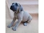 Cane Corso Puppy for sale in Richmond Hill, GA, USA