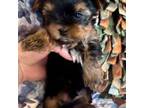 Yorkshire Terrier Puppy for sale in Peculiar, MO, USA