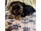 Yorkshire Terrier Puppy for sale in Peculiar, MO, USA