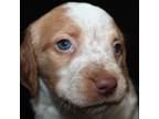 Brittany Puppy for sale in Westmoreland, TN, USA